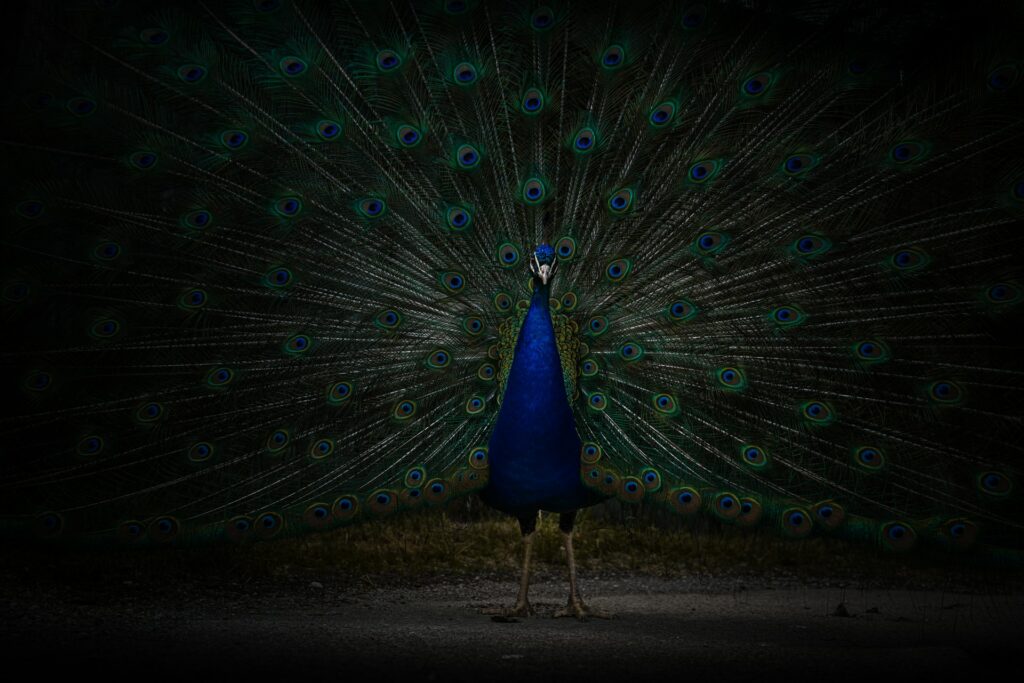 wealthy peacock showing off feathers