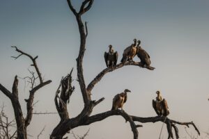 protecting wealth from financial vultures